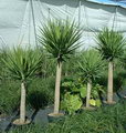 soft-tip yucca,blue-stem yucca, giant yucca,itabo
